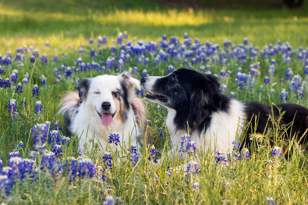 Spring at Scratch!