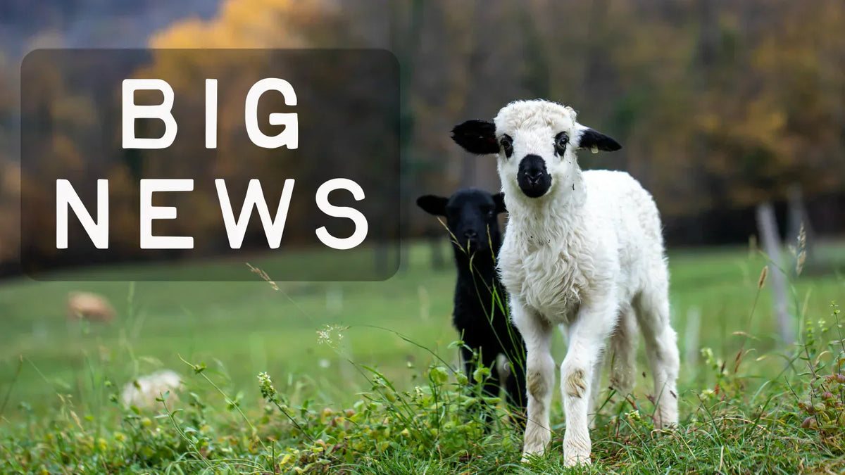 Big News from Scratch Supply Co.